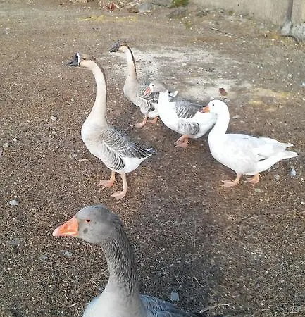 Quinta Santa Joana *
